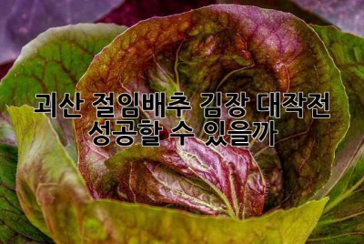 괴산 절임배추, 김장 대작전 성공할 수 있을까? 🤔